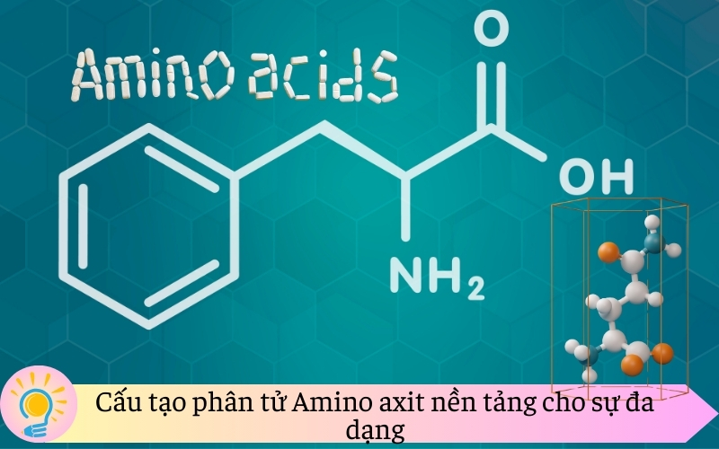Cấu tạo phân tử Amino axit nền tảng cho sự đa dạng