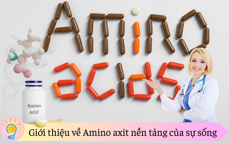 Giới thiệu về Amino axit nền tảng của sự sống