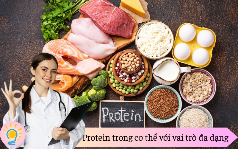 Protein trong cơ thể với vai trò đa dạng