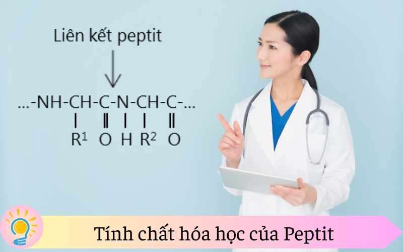 Tính chất hóa học của Peptit
